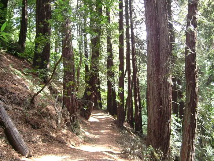 Dr. Aurelia Reinhardt Redwood Regional Park por Fizbin a través de Wikipedia cc