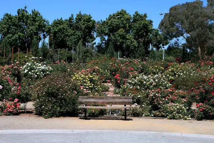 Jardín de rosas municipal de San José por Grey3k a través de Wikimedia cc