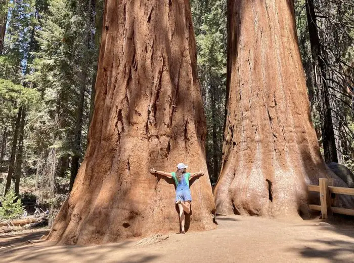 Grandes árboles Sequoia en Giant Forest, Parque Nacional Sequoia por Marty Aligata a través de Wikimedia cc