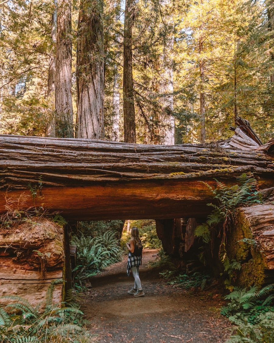 Michelle Halpern en Parques Nacionales y Estatales Redwoods