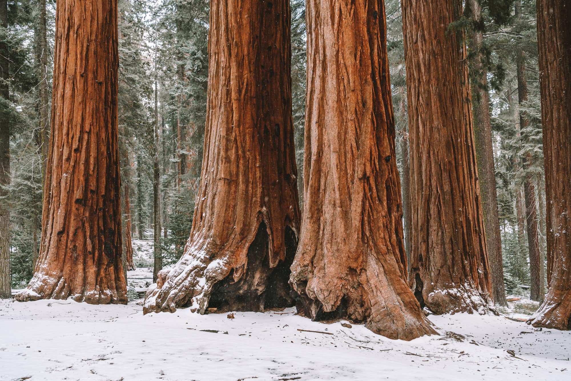 Parker Group Sequoias en el Parque Nacional Sequoia durante el invierno