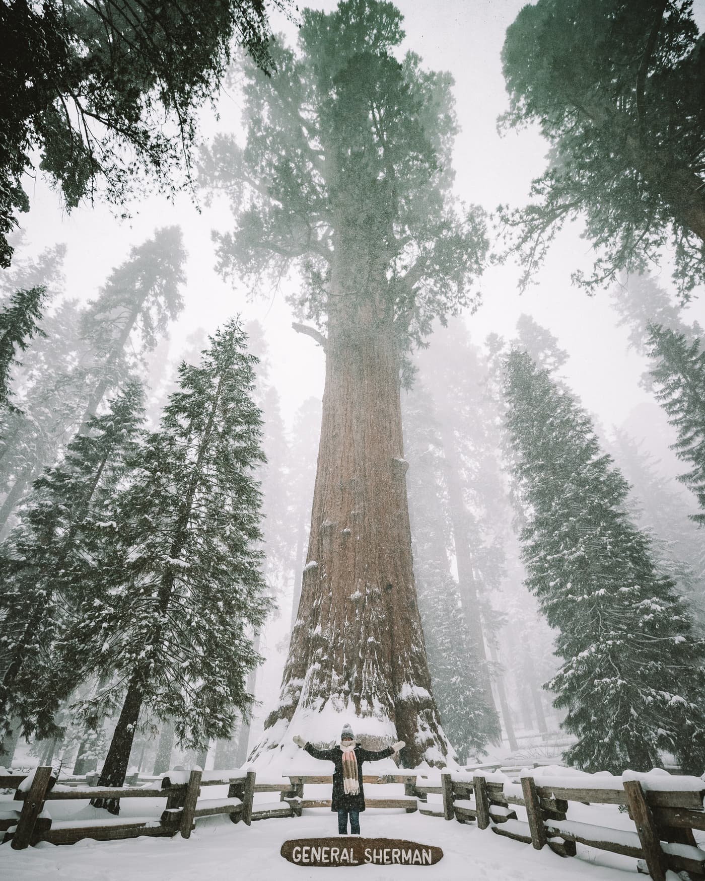 Árbol General Sherman en el Parque Nacional Sequoia 