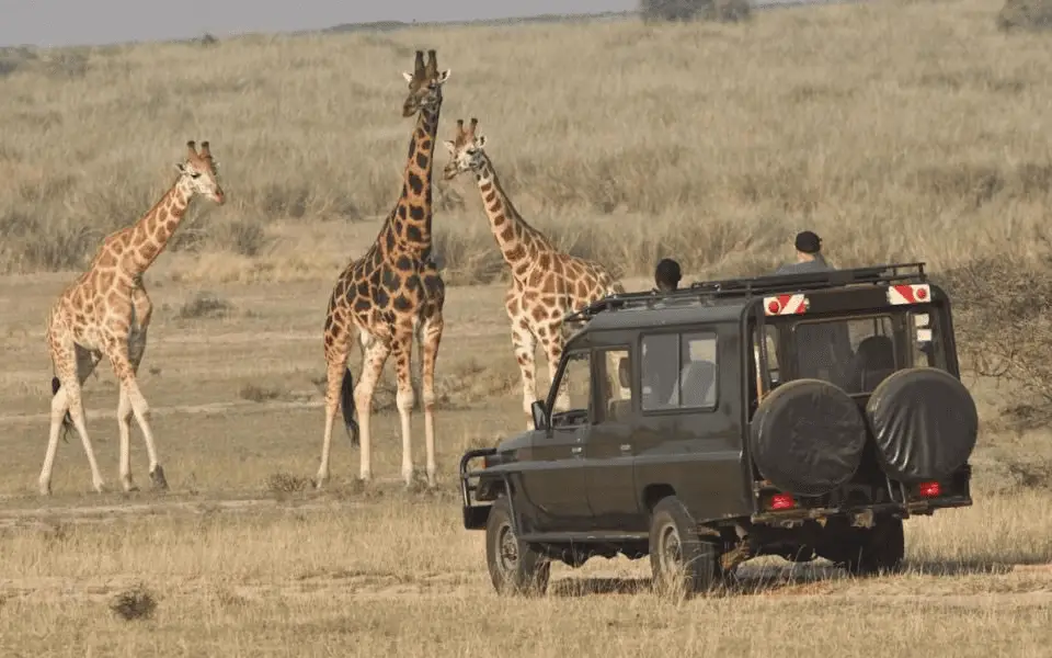 Parque Nacional de Akagera: Cómo hacer un safari en Ruanda en 2024