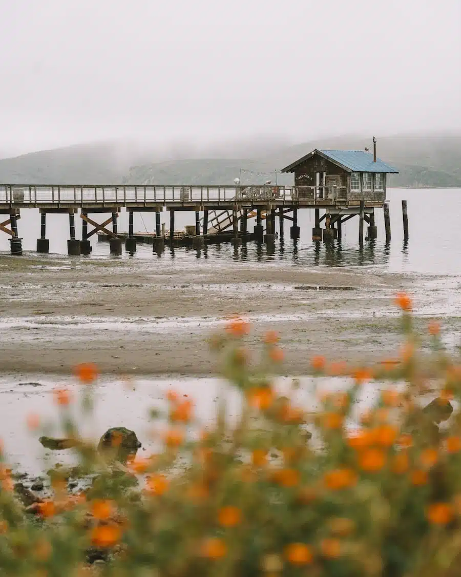 Flores silvestres que florecen en Point Reyes en Nick's Cove
