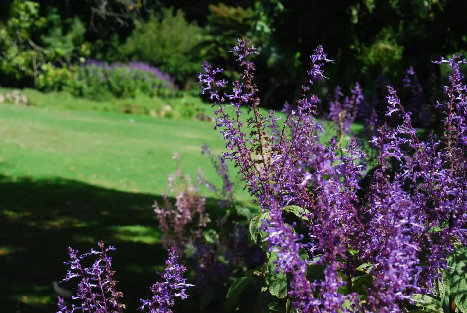 Jardín Botánico Kirstenbosch - cosas que hacer en Ciudad del Cabo