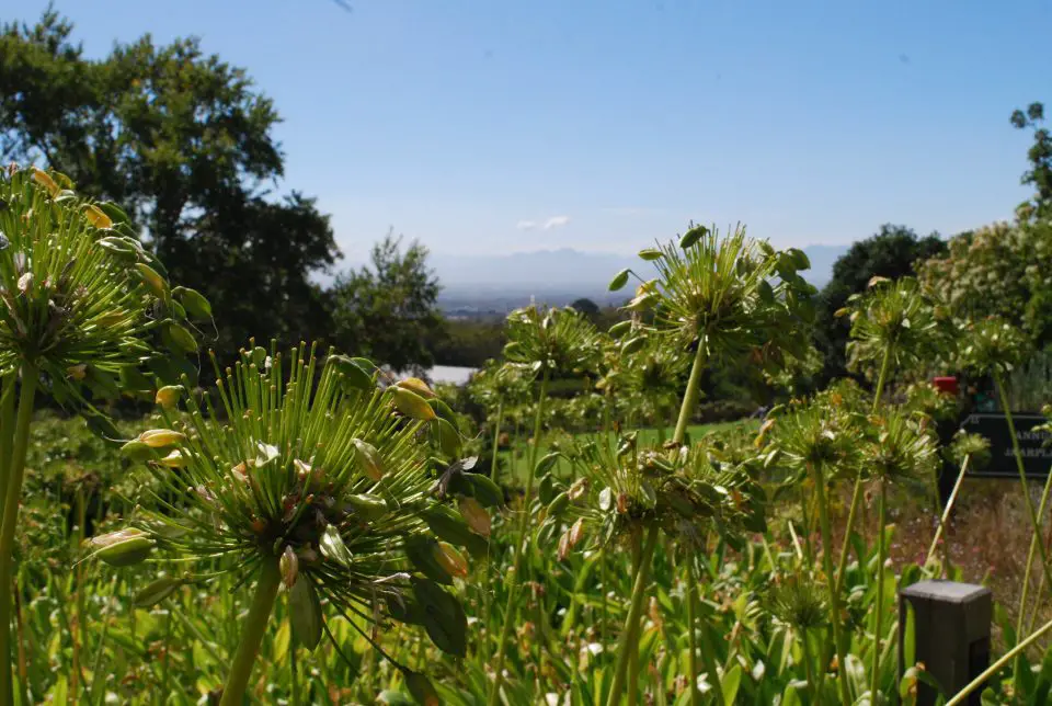 Jardín Botánico Kirstenbosch - cosas que hacer en Ciudad del Cabo