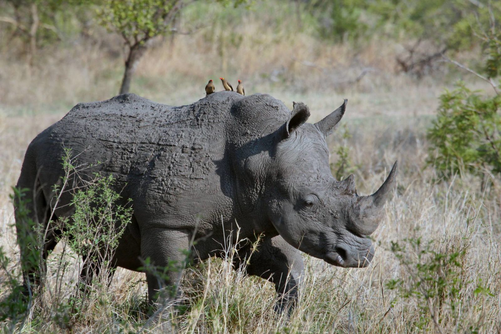 rinoceronte-africa-safari