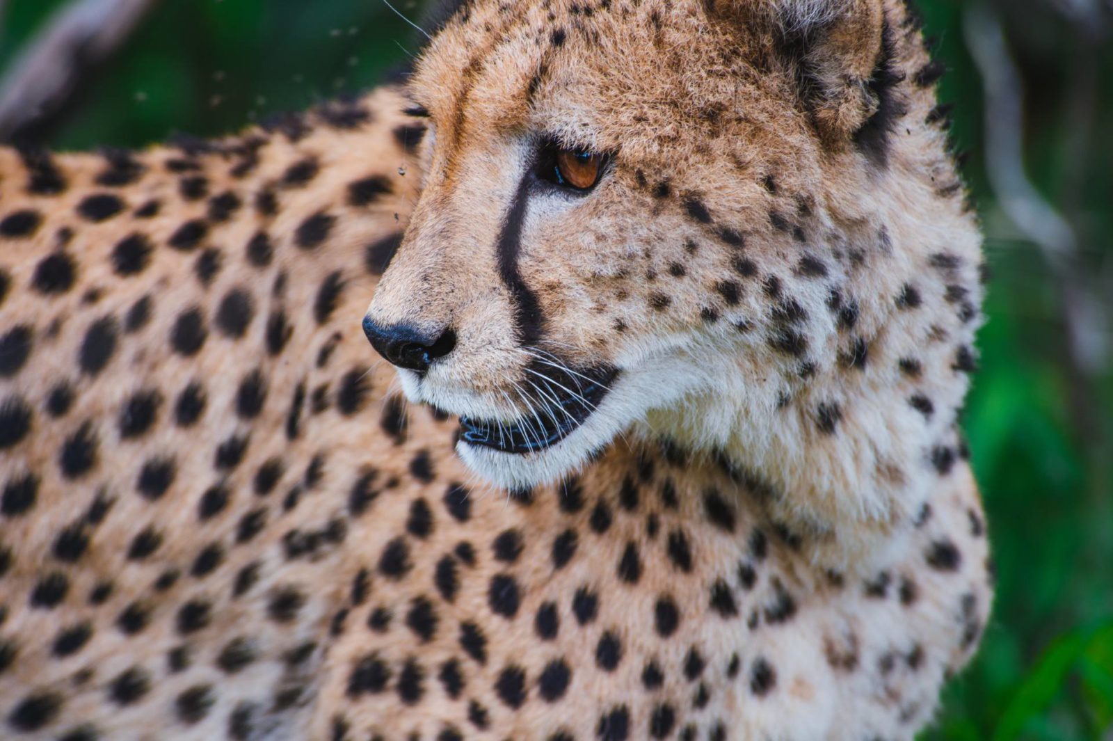safari-animales-africa-leopardo