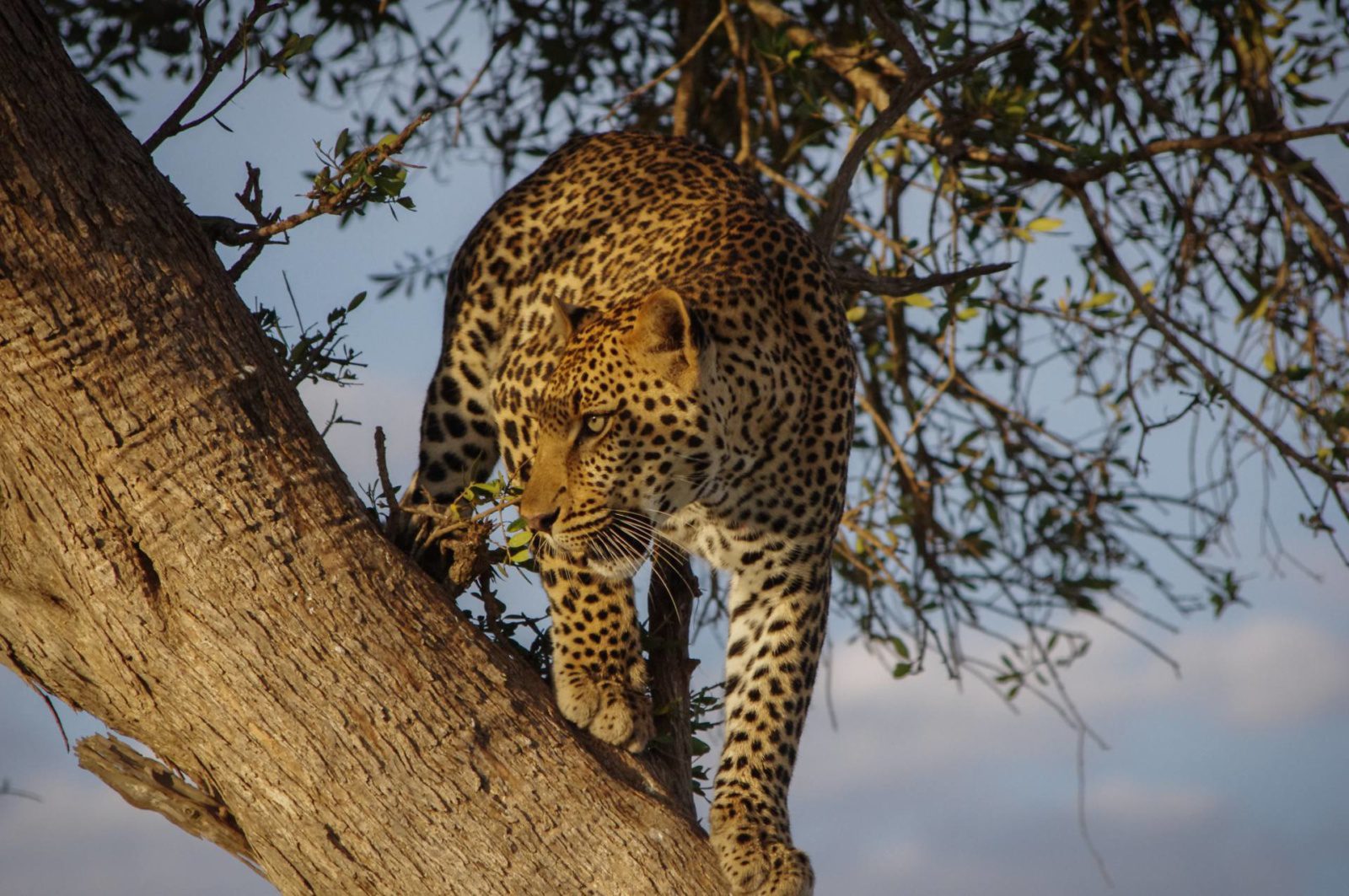 safari de leopardo en el árbol