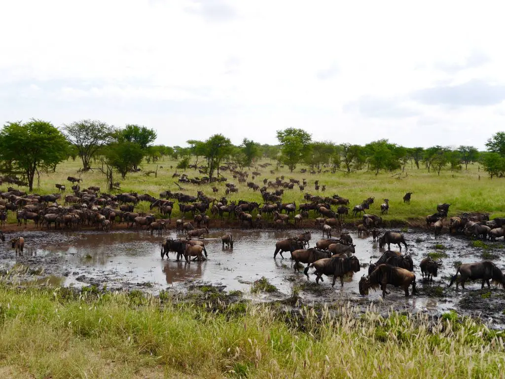 ñus-gran-migración-tanzania-serengeti