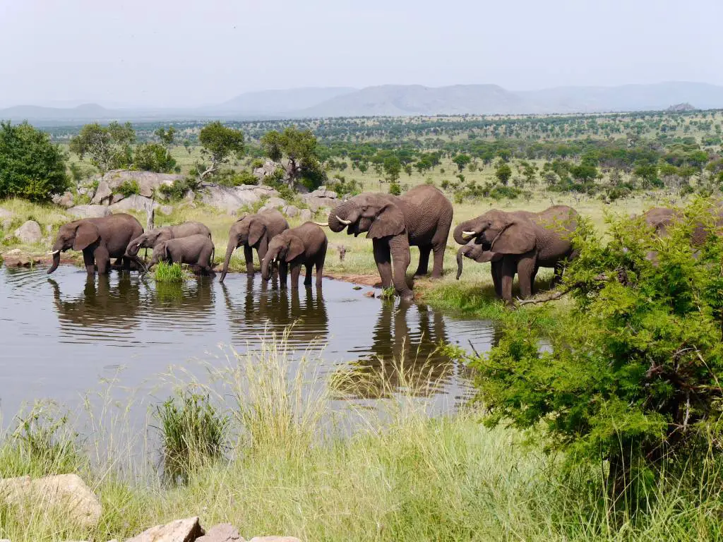 cuatro-estaciones-serengeti-elefantes-abrevadero