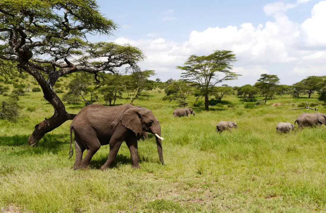 elefante-safari-serengeti-tanzania