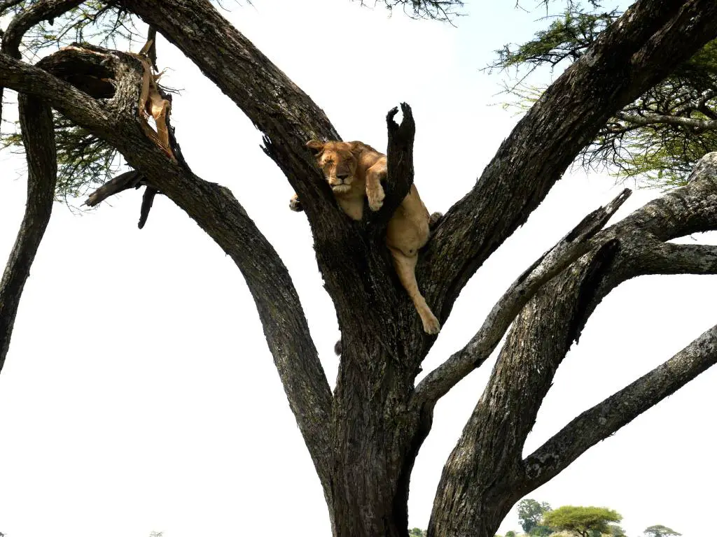 león-en-árbol-serengeti-tanzania