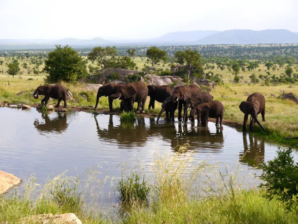 cuatro-estaciones-serengeti-tanzania-elefantes