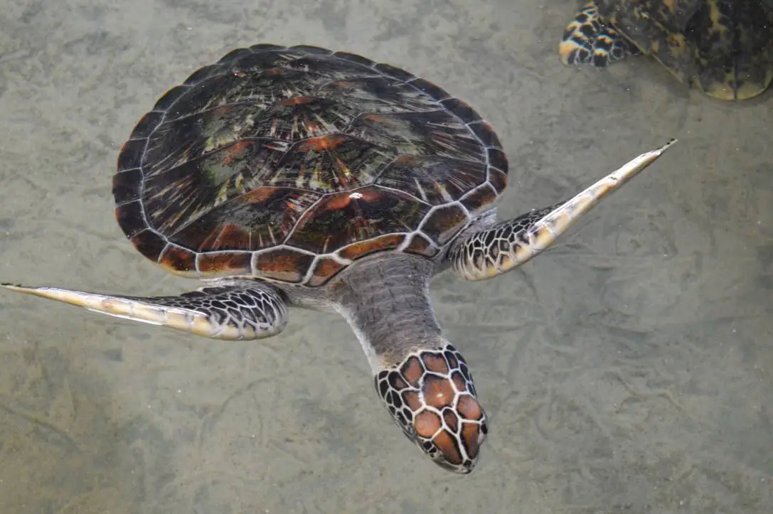 santuario de tortugas-sri-lanka