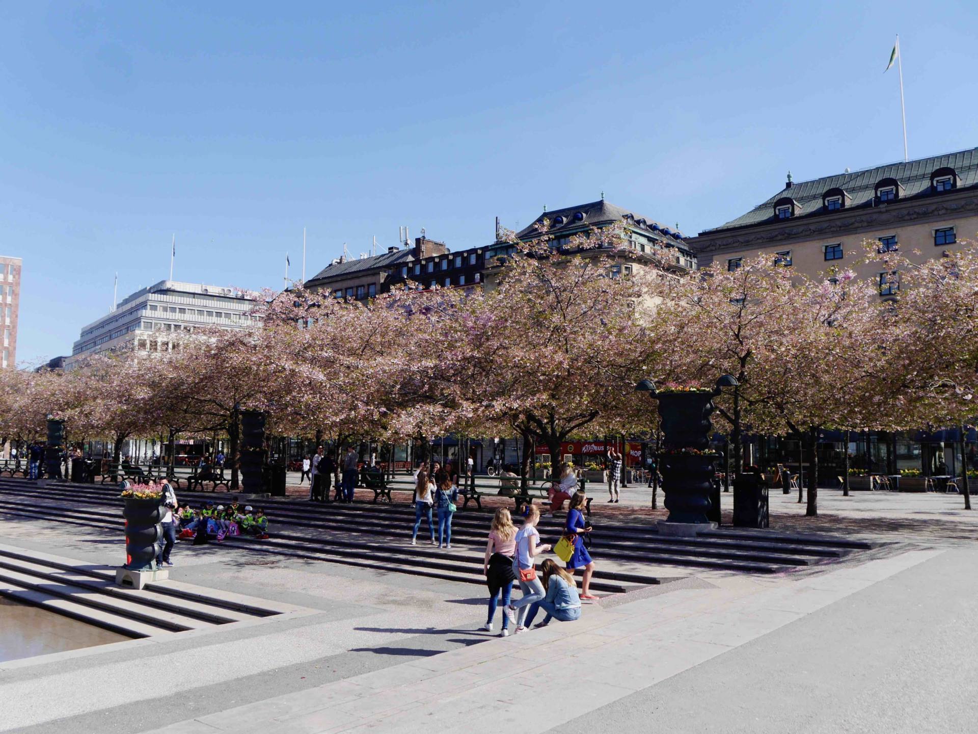 Cherry Blososm - Estocolmo en un día