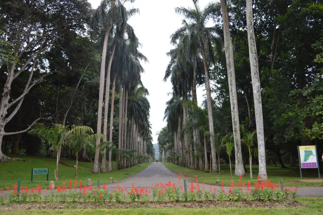 jardin-botanico-real-kandy-sri-lanka