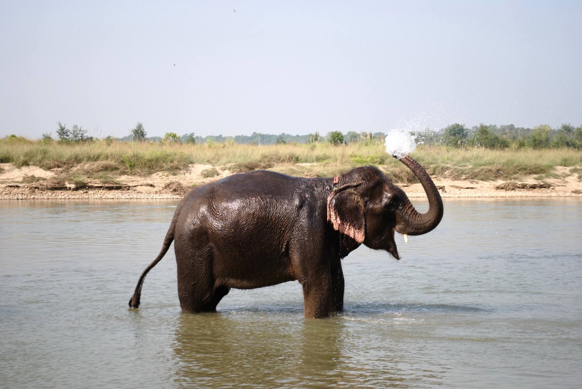Elefante en Chitwan - Itinerario de 2 semanas en Nepal