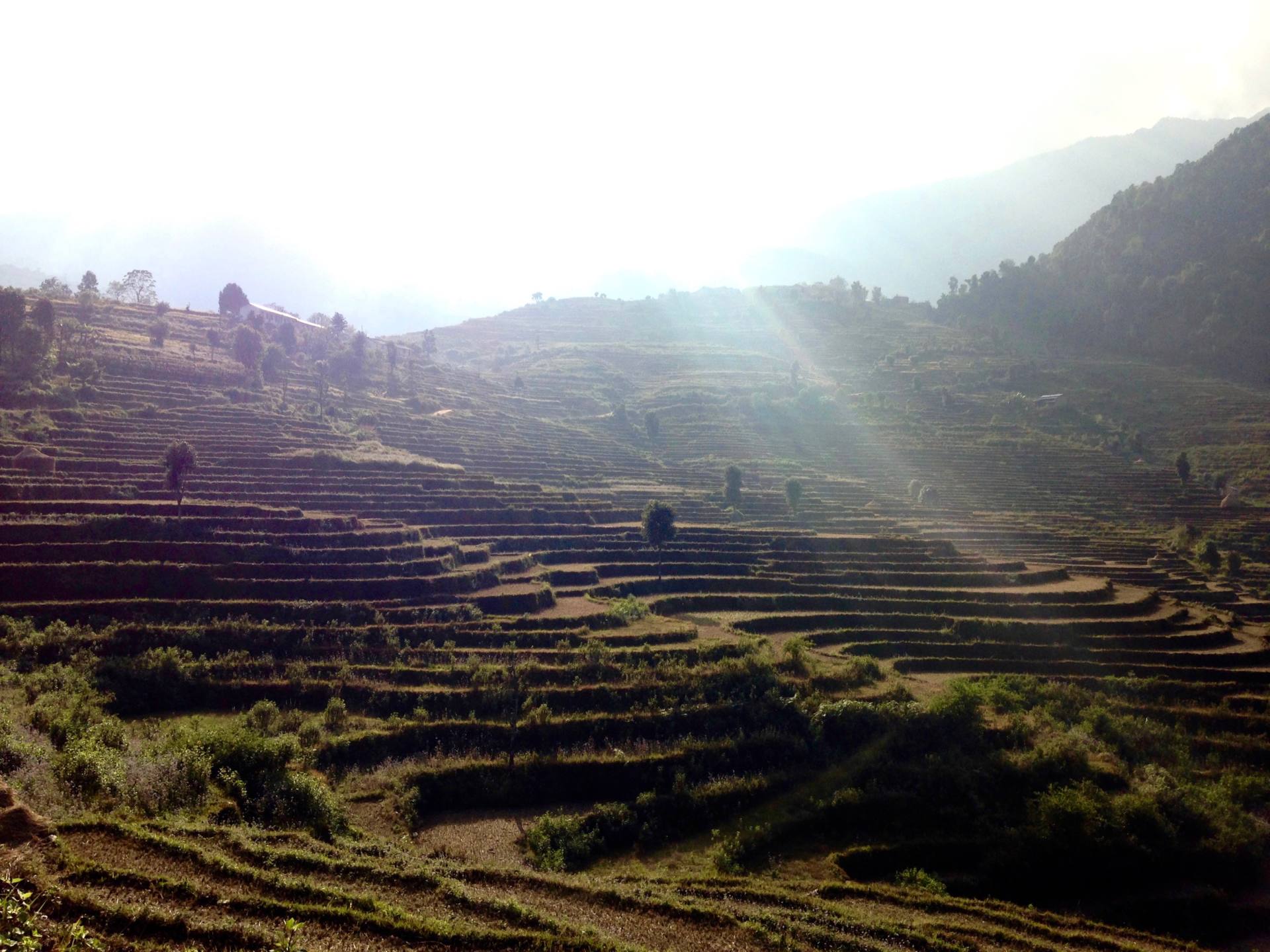 Itinerario de 2 semanas en Nepal: Poonhill Trek Rice Fields