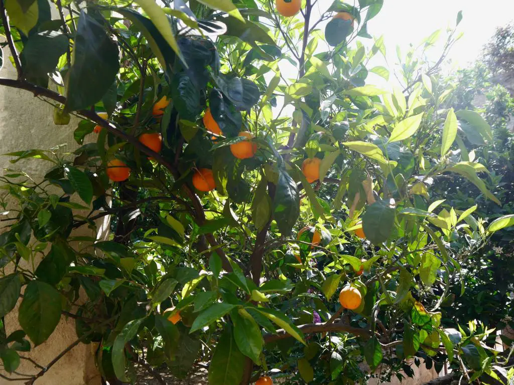 naranjas-puglia