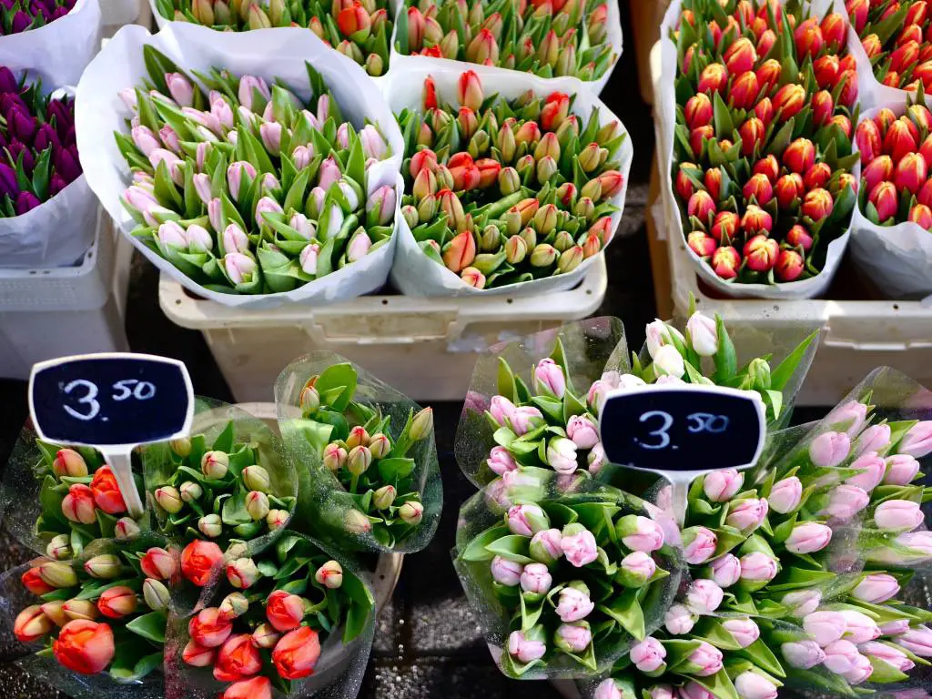 Coloridos tulipanes en Bloemenmarkt en Ámsterdam - Los lugares más instagrameables de Ámsterdam