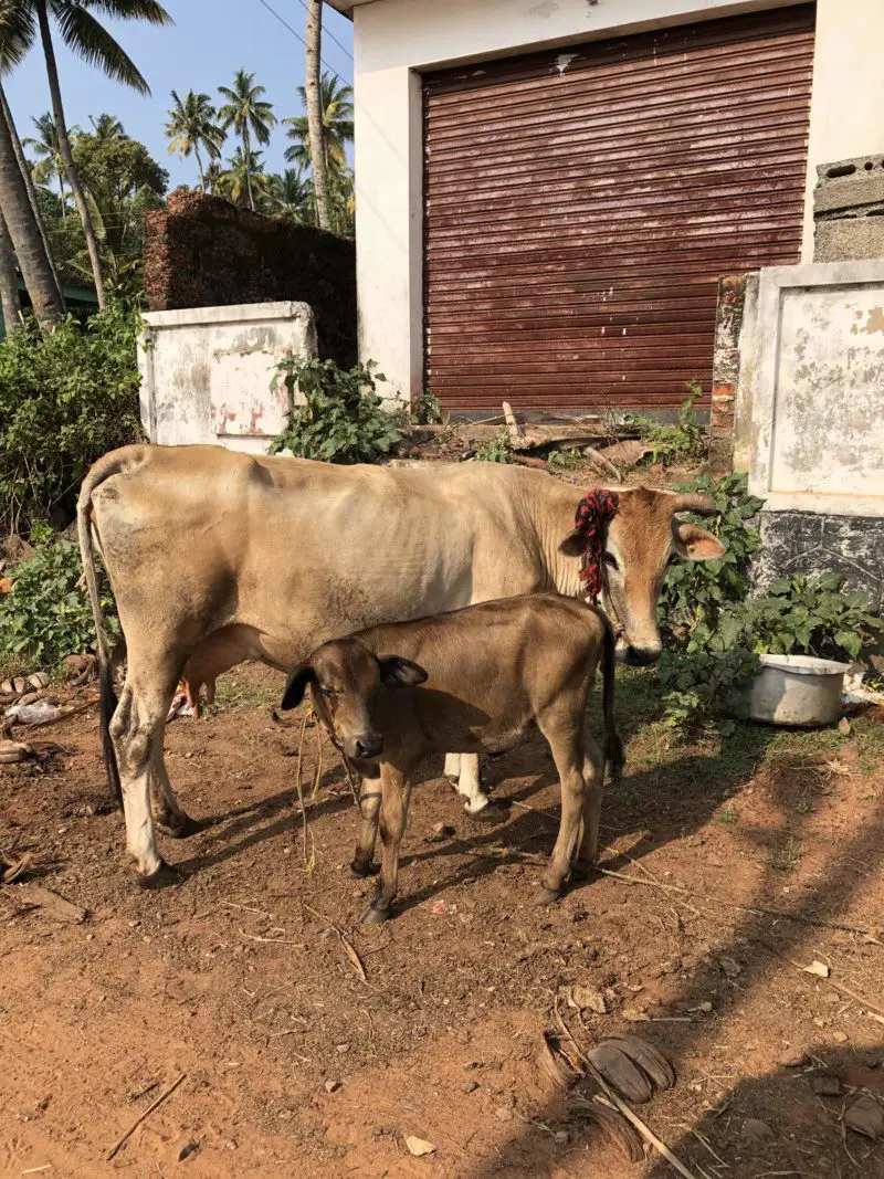 Vacas en Kerala