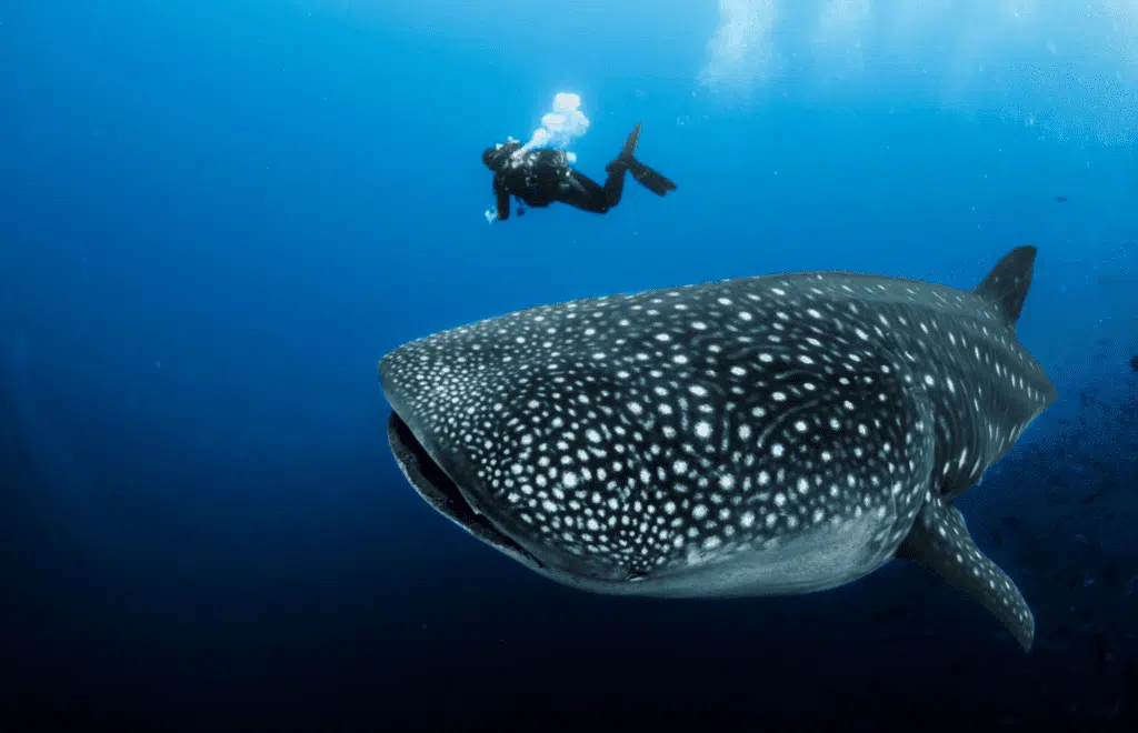 Buceo en Costa Rica: Cómo bucear en 2 océanos en un solo viaje