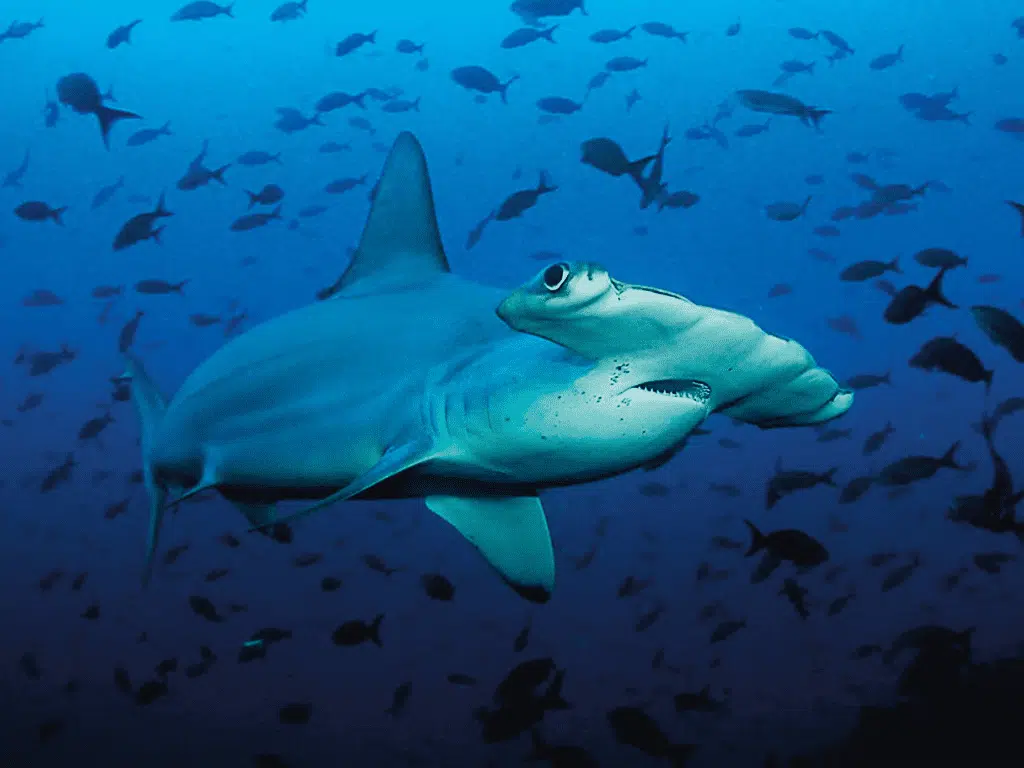 Buceo en Costa Rica: Cómo bucear en 2 océanos en un solo viaje