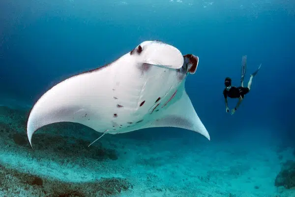 Buceo en Costa Rica