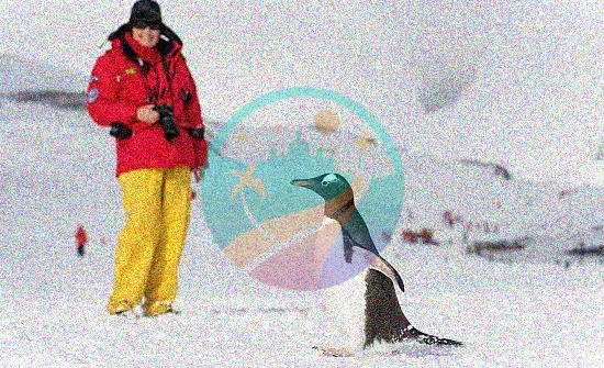 Fotografía de pingüinos en crucero por la Antártida