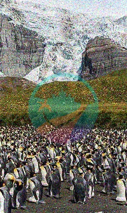 Las aventuras de Poseidón con los pingüinos rey de la isla Georgia del Sur