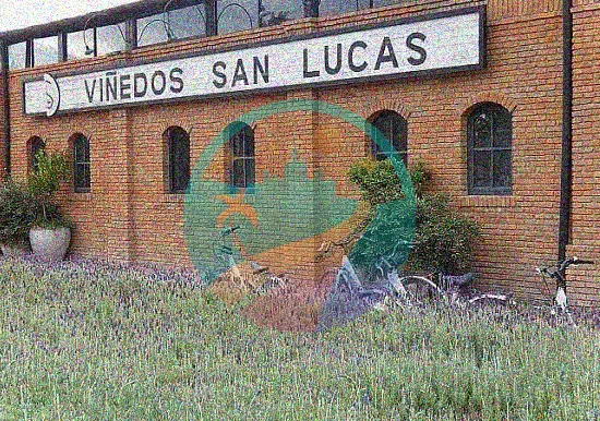 Viñedos Bodega San Lucas Bajío