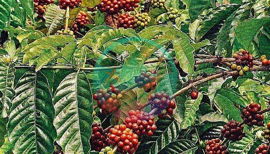 cafetos y frutos en colombia