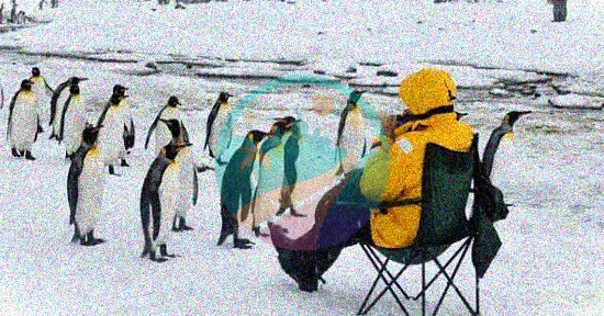 Pingüinos rey con turista