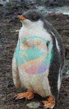 pingüino papúa