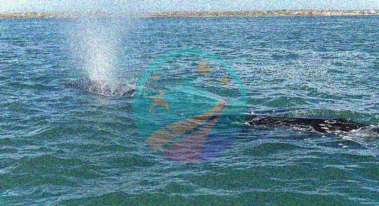 Muchas ballenas grises y crías de ballena en Baja