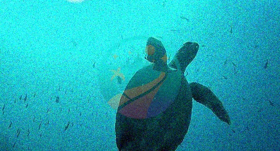 tortuga marina de galápagos