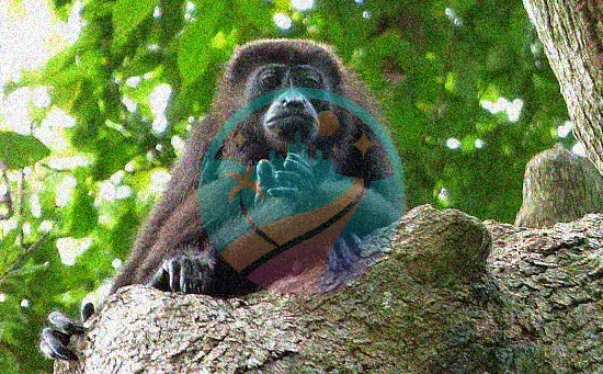 Mono aullador de Punta Sal Honduras