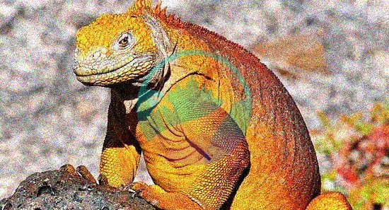 Iguana terrestre de las Islas Galápagos