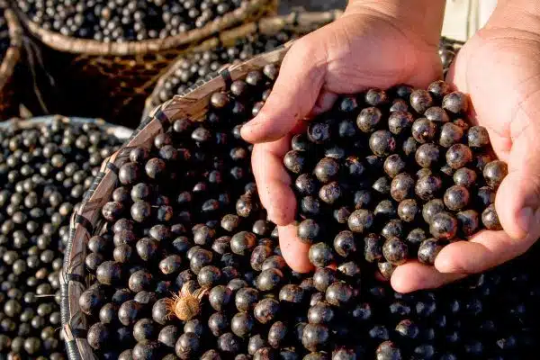 Açaí: variedades