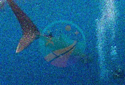 Bucear con tiburones ballena en Belice
