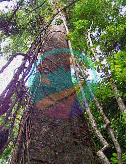 bosque costarricense