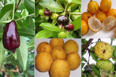 Frutas Exóticas De Brasil: Desde Açaí Hasta Guayaba