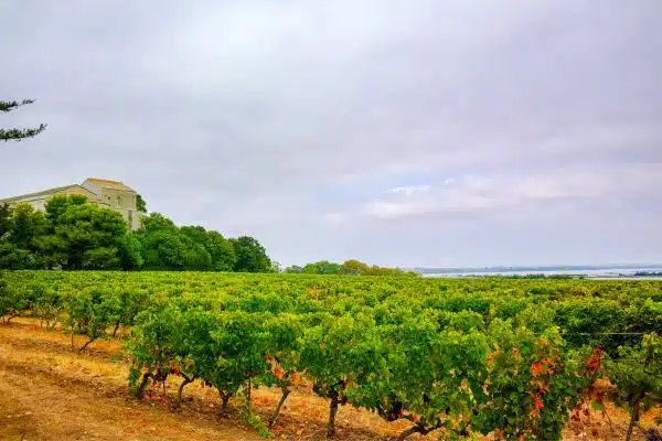 Viñedo en Montpellier